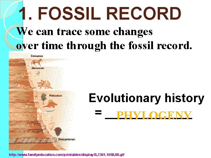 1. FOSSIL RECORD We can trace some changes over time through the fossil record.