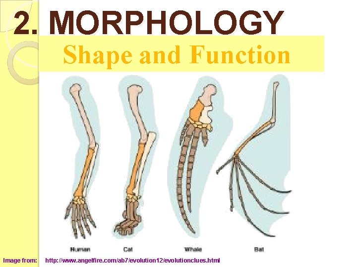 2. MORPHOLOGY Shape and Function Image from: http: //www. angelfire. com/ab 7/evolution 12/evolutionclues. html