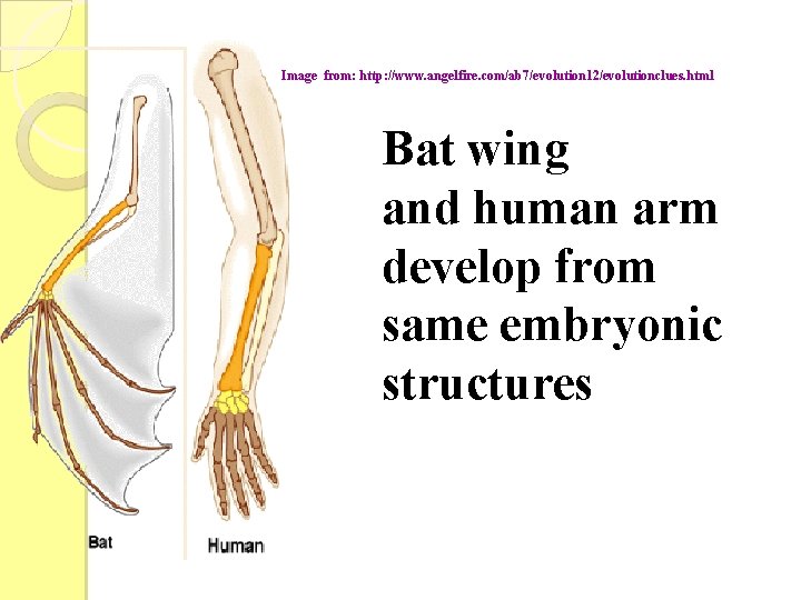 Image from: http: //www. angelfire. com/ab 7/evolution 12/evolutionclues. html Bat wing and human arm