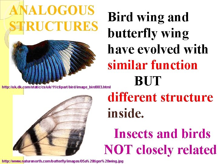 ANALOGOUS Bird wing and STRUCTURES butterfly wing have evolved with similar function BUT different