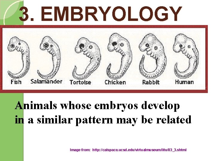 3. EMBRYOLOGY Animals whose embryos develop in a similar pattern may be related Image