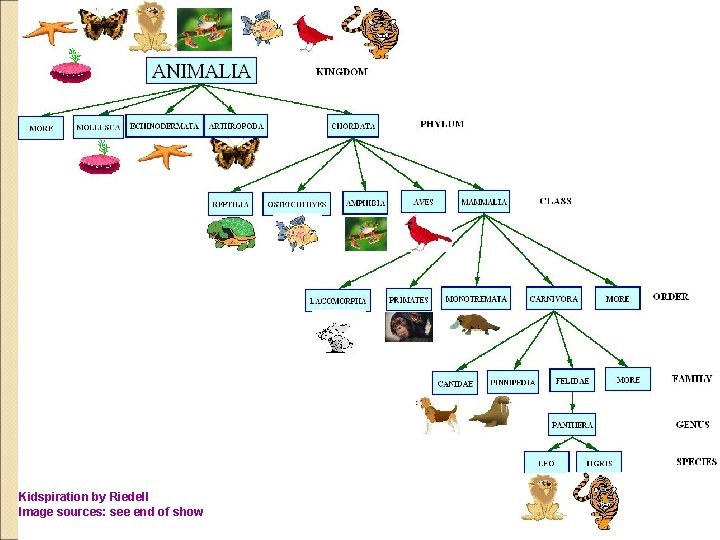 Kidspiration by Riedell Image sources: see end of show 