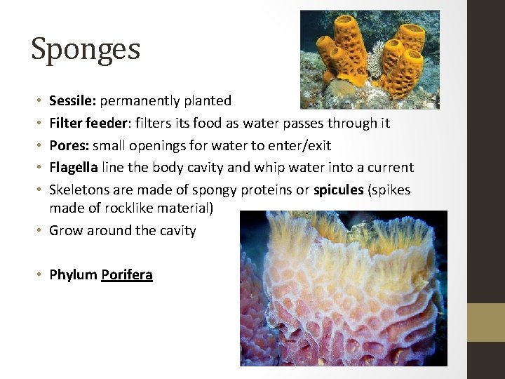 Sponges Sessile: permanently planted Filter feeder: filters its food as water passes through it
