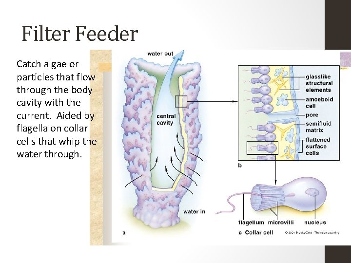 Filter Feeder Catch algae or particles that flow through the body cavity with the