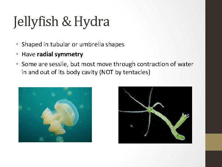 Jellyfish & Hydra • Shaped in tubular or umbrella shapes • Have radial symmetry