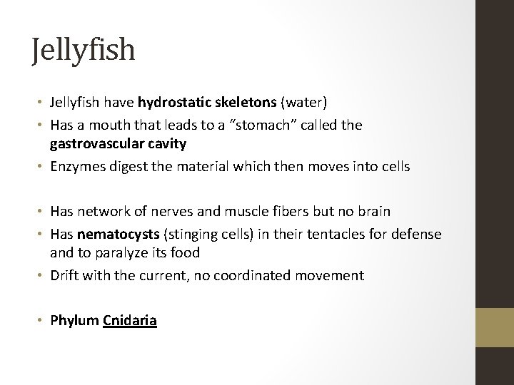 Jellyfish • Jellyfish have hydrostatic skeletons (water) • Has a mouth that leads to