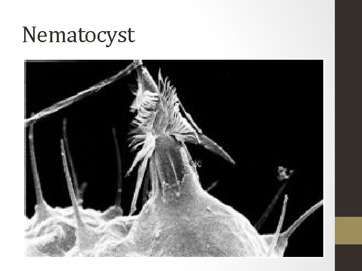 Nematocyst 