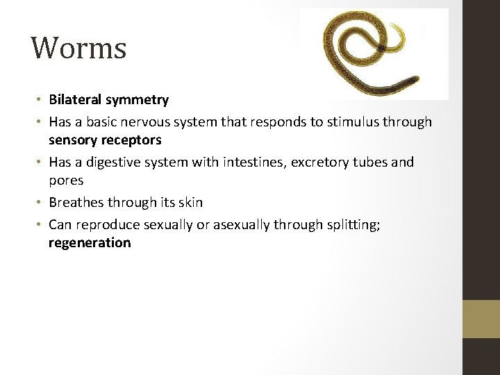 Worms • Bilateral symmetry • Has a basic nervous system that responds to stimulus