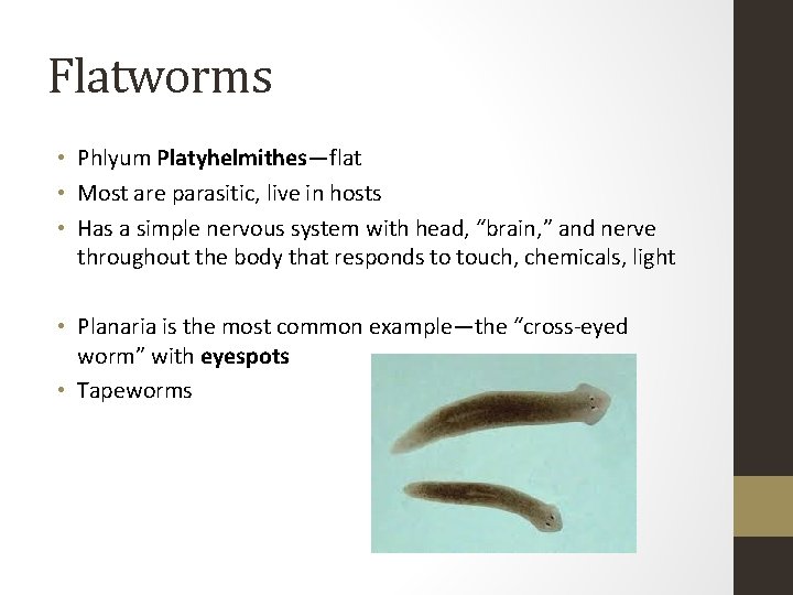 Flatworms • Phlyum Platyhelmithes—flat • Most are parasitic, live in hosts • Has a