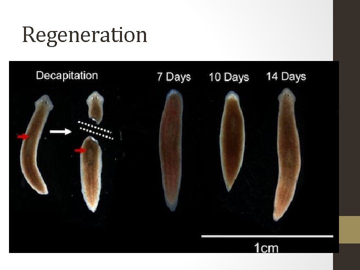 Regeneration 