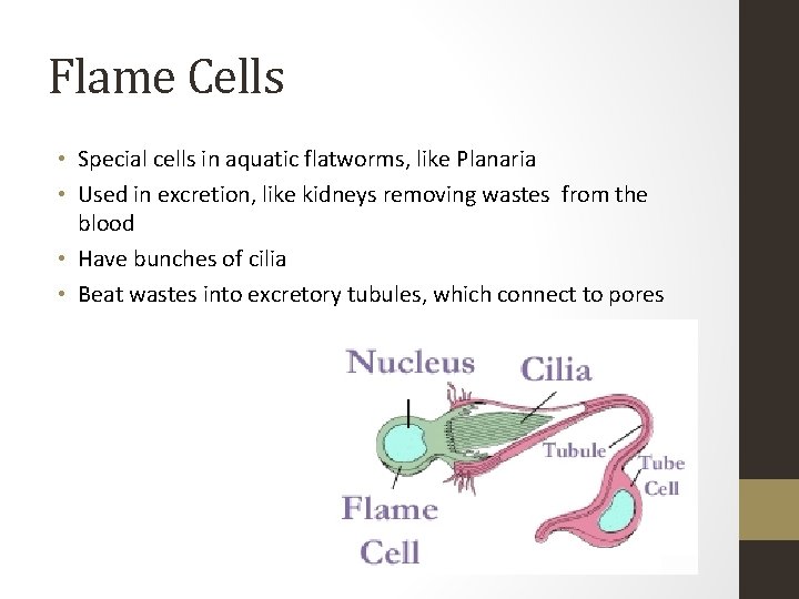 Flame Cells • Special cells in aquatic flatworms, like Planaria • Used in excretion,