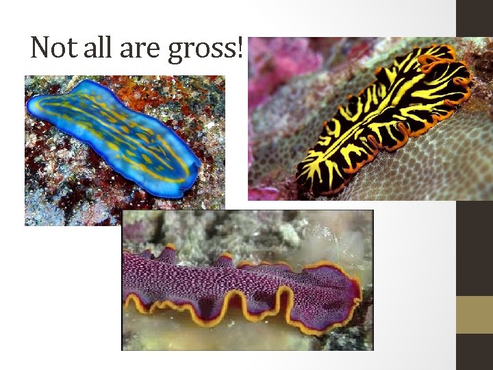 Not all are gross! 