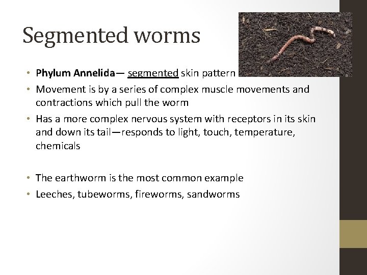 Segmented worms • Phylum Annelida— segmented skin pattern • Movement is by a series