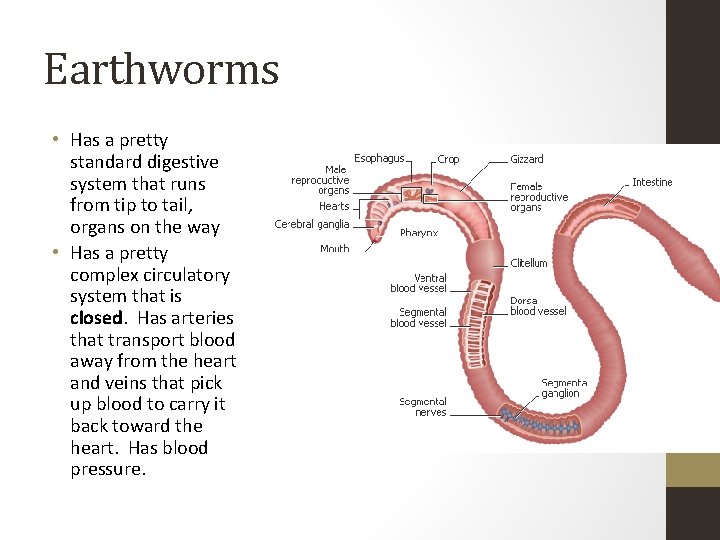 Earthworms • Has a pretty standard digestive system that runs from tip to tail,
