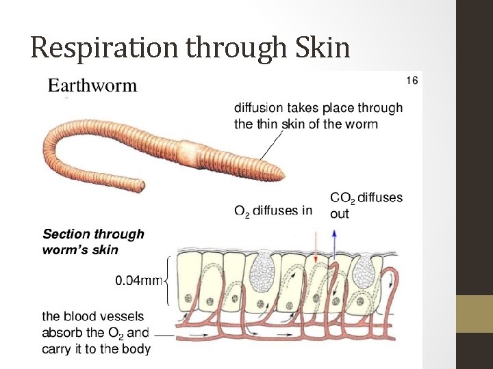 Respiration through Skin 