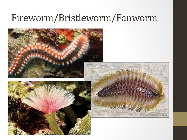 Fireworm/Bristleworm/Fanworm 