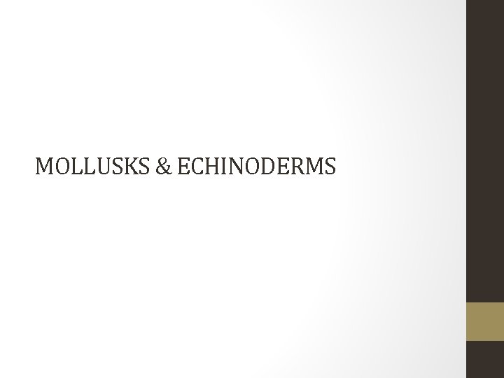 MOLLUSKS & ECHINODERMS 