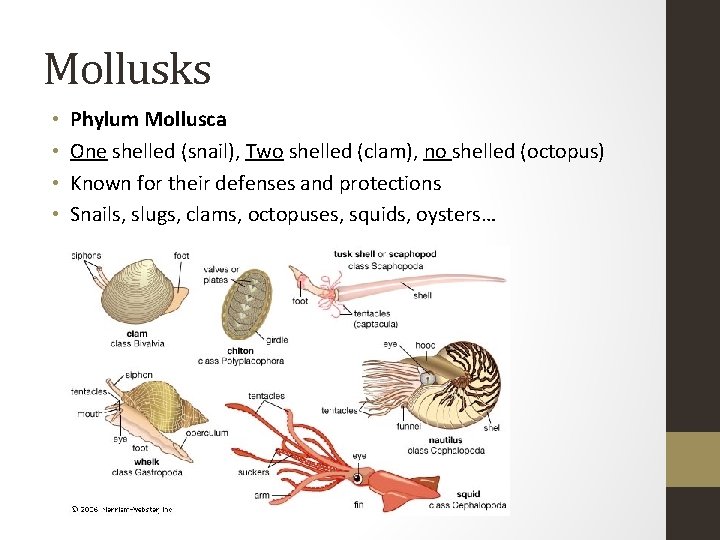 Mollusks • • Phylum Mollusca One shelled (snail), Two shelled (clam), no shelled (octopus)
