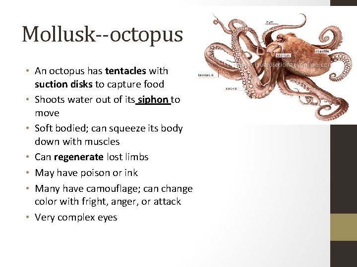 Mollusk--octopus • An octopus has tentacles with suction disks to capture food • Shoots
