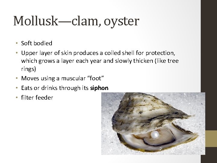 Mollusk—clam, oyster • Soft bodied • Upper layer of skin produces a coiled shell