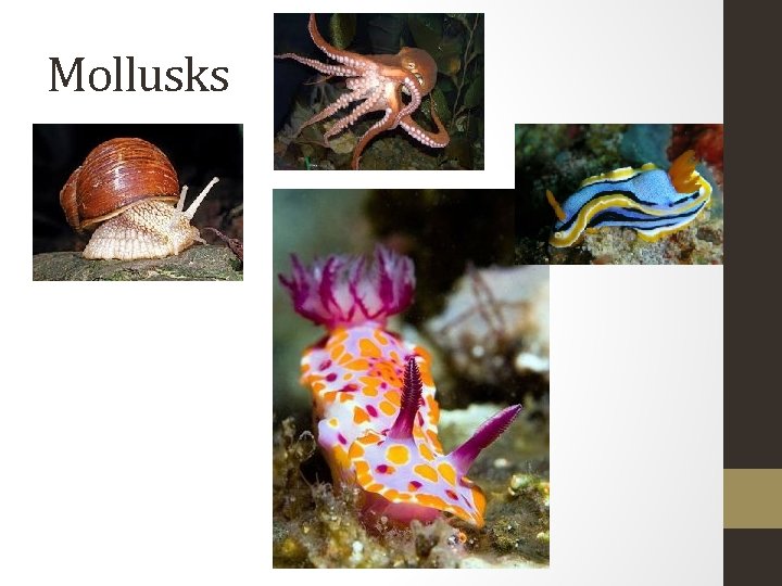 Mollusks 