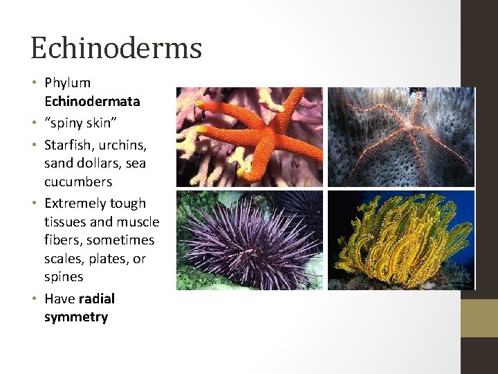 Echinoderms • Phylum Echinodermata • “spiny skin” • Starfish, urchins, sand dollars, sea cucumbers