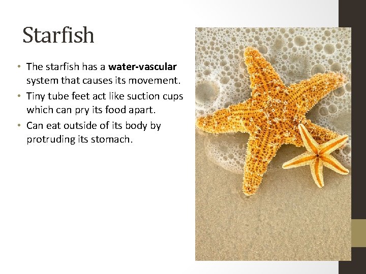 Starfish • The starfish has a water-vascular system that causes its movement. • Tiny