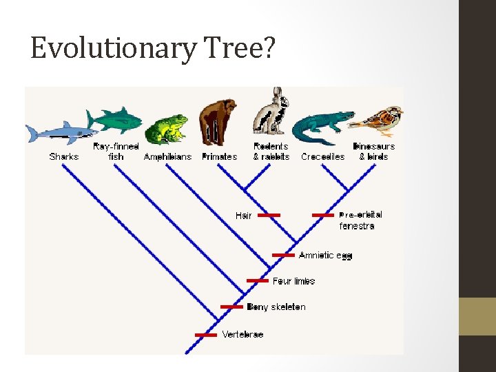 Evolutionary Tree? 