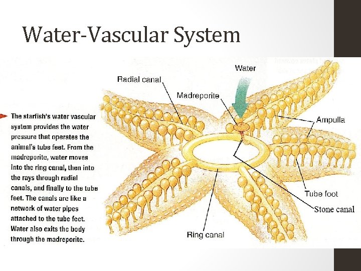 Water-Vascular System 