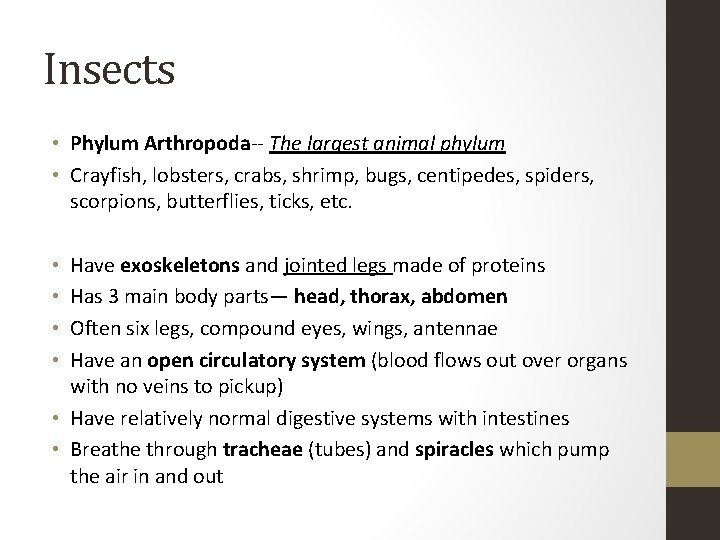 Insects • Phylum Arthropoda-- The largest animal phylum • Crayfish, lobsters, crabs, shrimp, bugs,