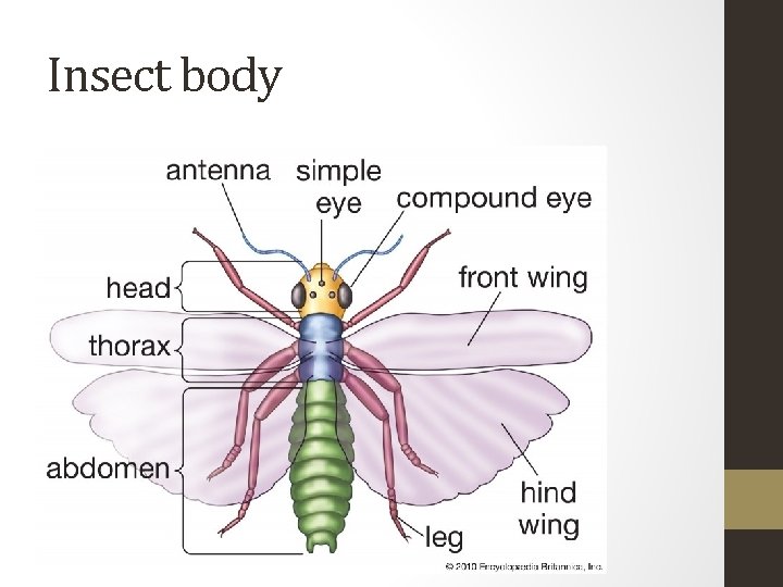 Insect body 