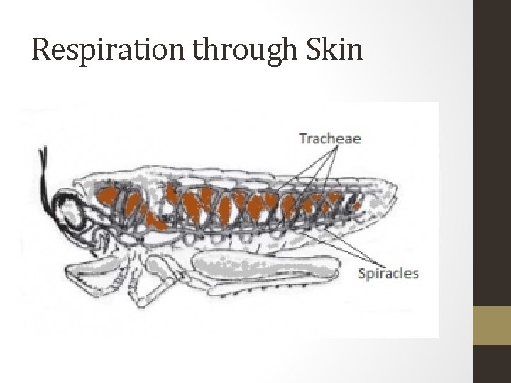 Respiration through Skin 