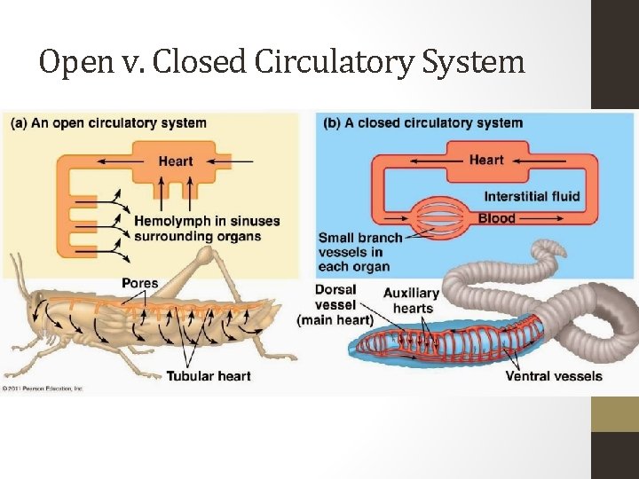 Open v. Closed Circulatory System 