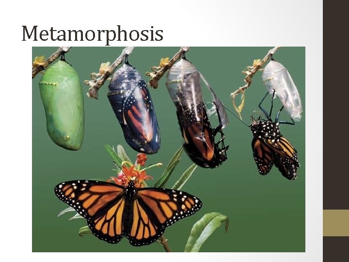 Metamorphosis 