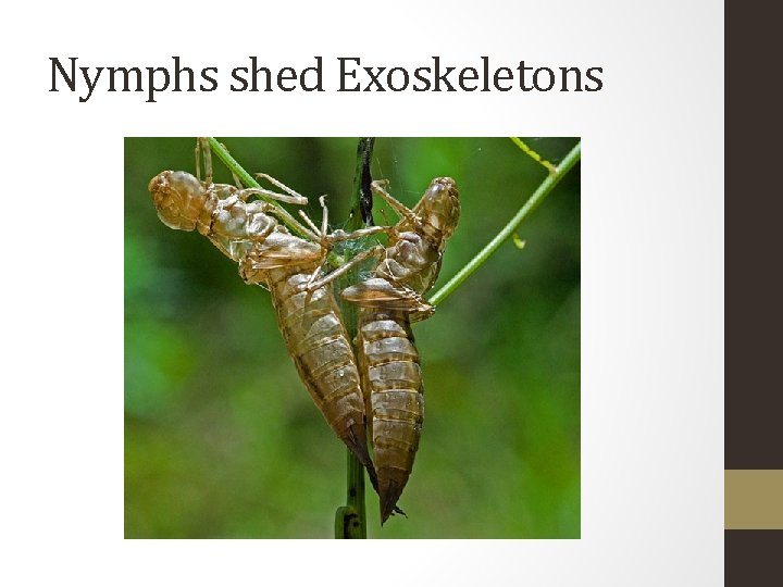 Nymphs shed Exoskeletons 