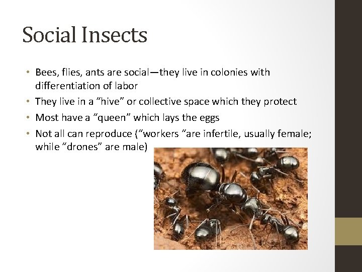 Social Insects • Bees, flies, ants are social—they live in colonies with differentiation of