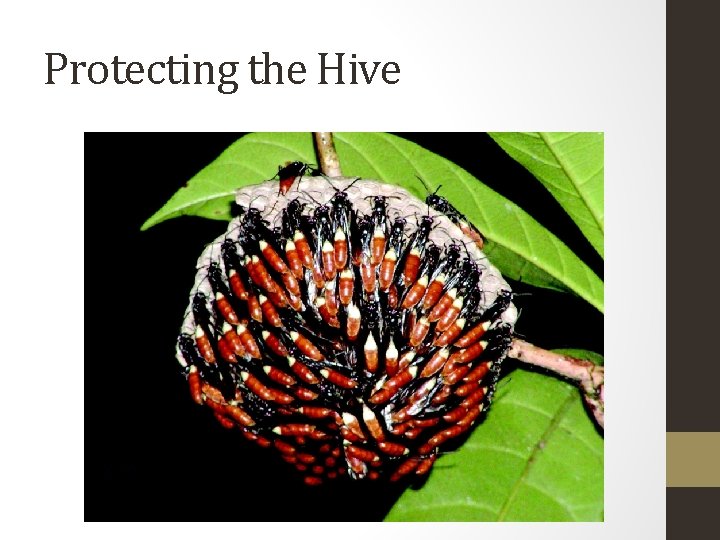Protecting the Hive 