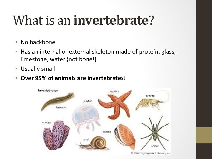 What is an invertebrate? • No backbone • Has an internal or external skeleton