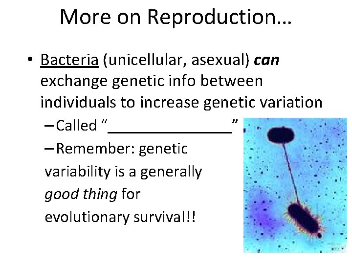 More on Reproduction… • Bacteria (unicellular, asexual) can exchange genetic info between individuals to