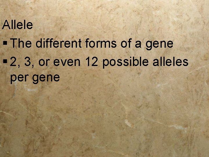 Allele § The different forms of a gene § 2, 3, or even 12