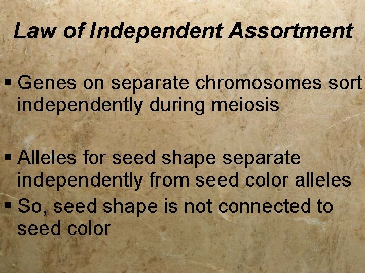 Law of Independent Assortment § Genes on separate chromosomes sort independently during meiosis §
