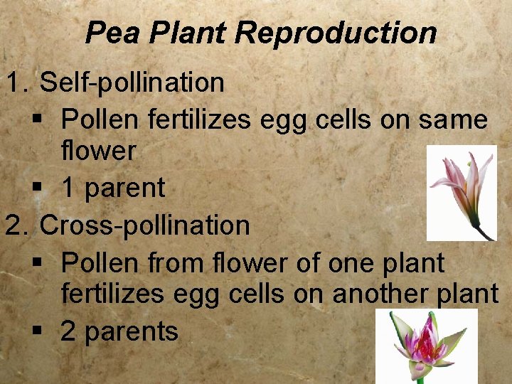 Pea Plant Reproduction 1. Self-pollination § Pollen fertilizes egg cells on same flower §