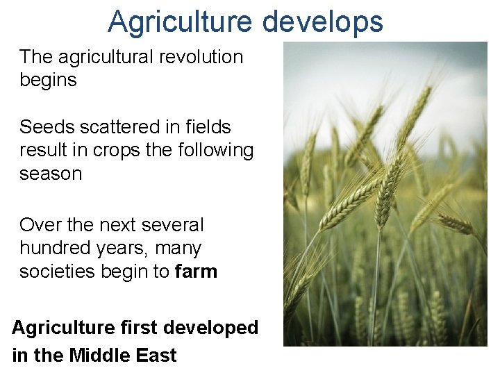 Agriculture develops The agricultural revolution begins Seeds scattered in fields result in crops the
