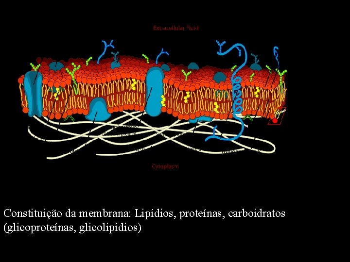 Constituição da membrana: Lipídios, proteínas, carboidratos (glicoproteínas, glicolipídios) 