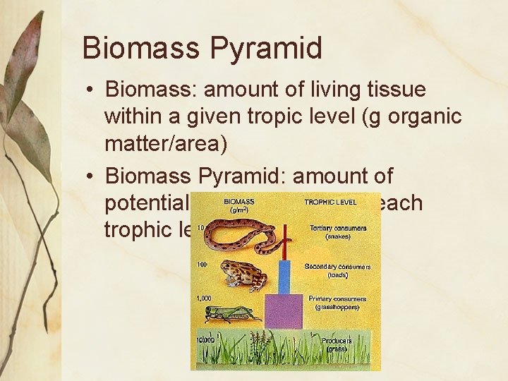 Biomass Pyramid • Biomass: amount of living tissue within a given tropic level (g