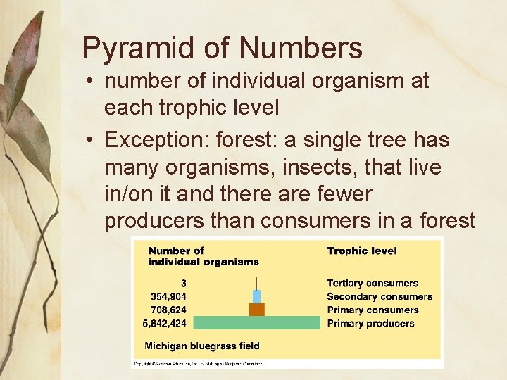 Pyramid of Numbers • number of individual organism at each trophic level • Exception: