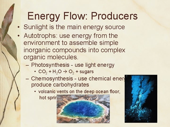 Energy Flow: Producers • Sunlight is the main energy source • Autotrophs: use energy