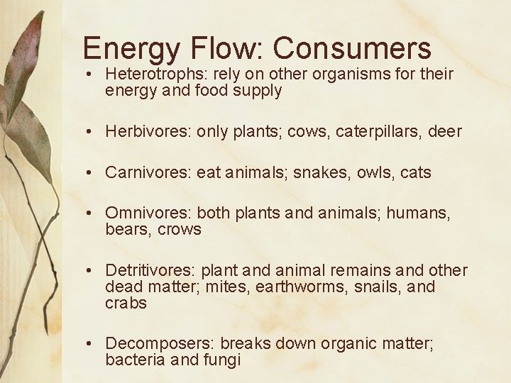 Energy Flow: Consumers • Heterotrophs: rely on other organisms for their energy and food