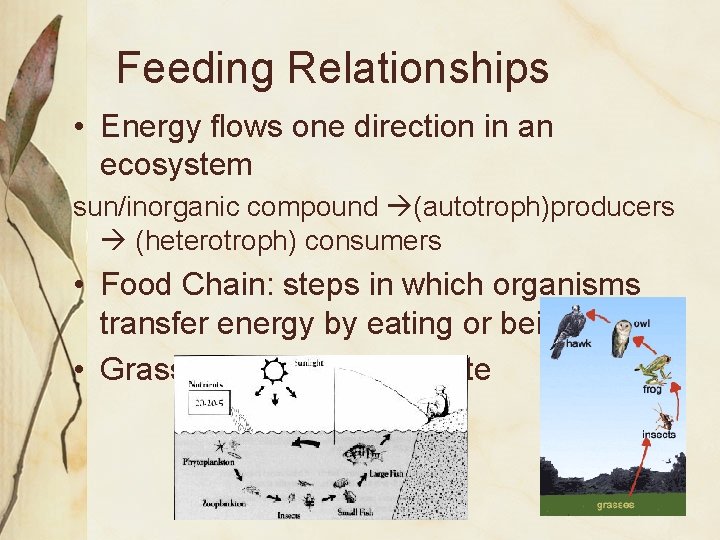 Feeding Relationships • Energy flows one direction in an ecosystem sun/inorganic compound (autotroph)producers (heterotroph)