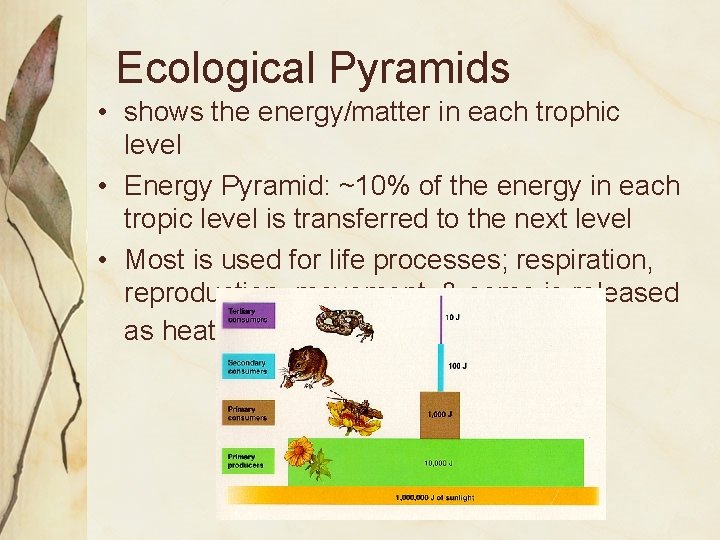 Ecological Pyramids • shows the energy/matter in each trophic level • Energy Pyramid: ~10%
